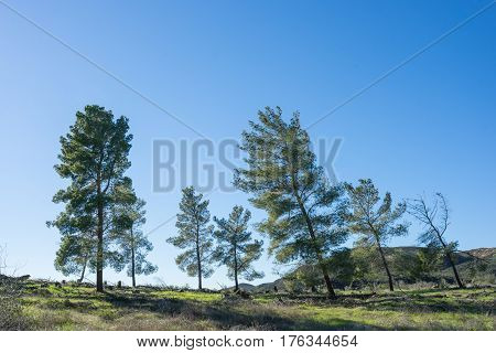 Leaning Pine Trees