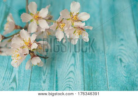 Spring blossom almond on wood background. copy space