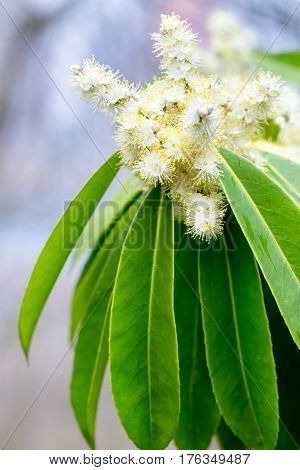 symplocos lucida flowers in full bloom on spring
