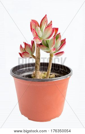 beautiful succulent plant in pot on a white background