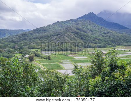 Hanalei Valley Taro fields on the Hawaiian island of Kauai. The Hanalei Valley has been an important agricultural site for as long as people have populated Kauai.