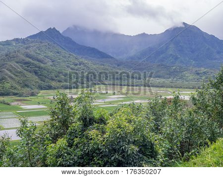 Hanalei Valley Taro fields on the Hawaiian island of Kauai. The Hanalei Valley has been an important agricultural site for as long as people have populated Kauai.