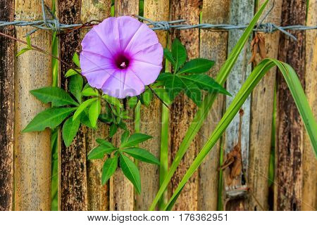 Morning glory ivy plant growing next to bamboo fence and barbed wire