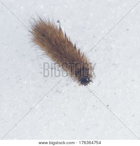 Small fuzzy brown caterpillar on old snow in late winter macro selective focus shallow DOF.
