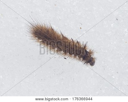 Small fuzzy brown caterpillar on old snow in late winter macro selective focus shallow DOF.