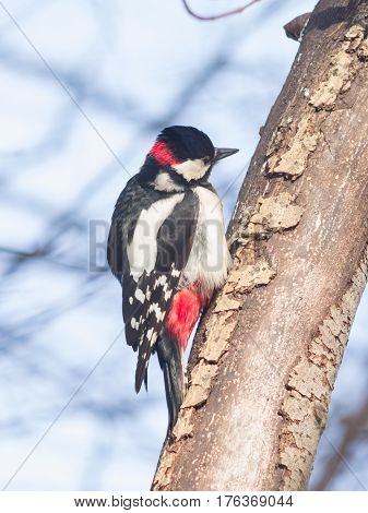 Male Great Spotted Woodpecker Dendrocopos major on tree close-up portrait selective focus shallow DOF.