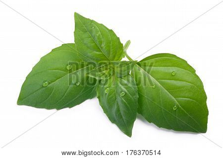 Thai Holy Basil Ocimum Sanctum, Top View, Paths