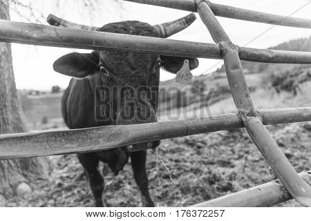 Bull Looking From Behind Metal Gate