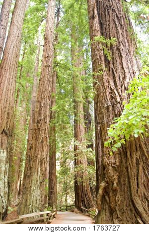 Parco nazionale del Muir Woods