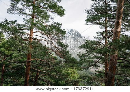 Woodland and snow capped mountain range. Navacerrada Madrid Spain