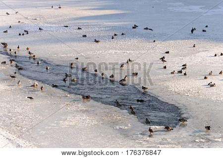 Wild ducks and other birds on a frozen river sunny winter day