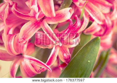 Pink fresh hyacinth close up. Blooming flowers. Spring time. Toned.