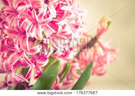 Pink fresh hyacinth close up. Blooming flowers. Spring time. Toned.