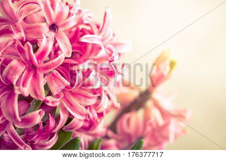 Pink fresh hyacinth close up. Blooming flowers. Spring time. Toned.