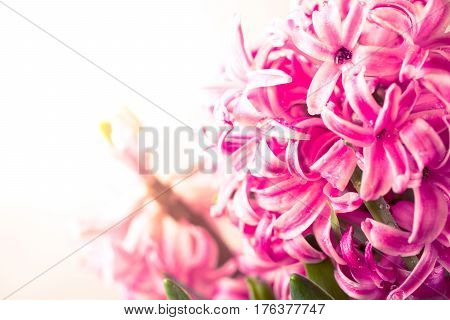 Pink fresh hyacinth close up. Blooming flowers. Spring time. Toned.