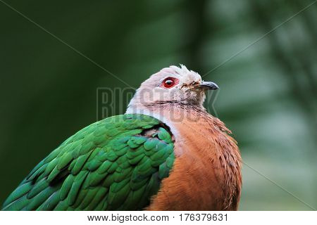 Emerald Dove Green Winged Pigeon