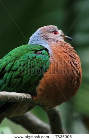 The Emerald Dove Green Winged