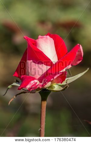 Early morning beautiful rose flower garden, dew on roses with awesome colors and verity with closes look, around 50 of verity of roses in this garden in New Delhi, India