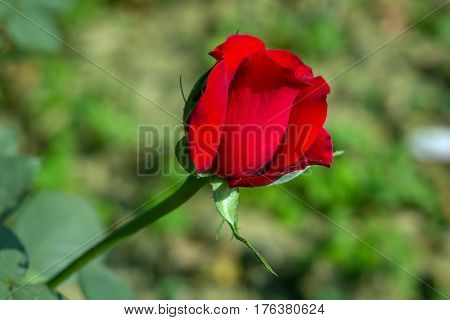 Early morning beautiful rose flower garden, dew on roses with awesome colors and verity with closes look, around 50 of verity of roses in this garden in New Delhi, India