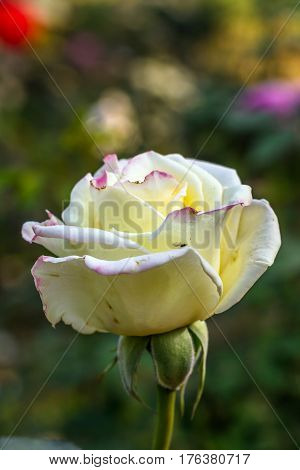 Early morning beautiful rose flower garden, dew on roses with awesome colors and verity with closes look, around 50 of verity of roses in this garden in New Delhi, India