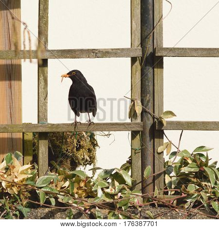 Blackbird standing on a garden fence with worms in its beak
