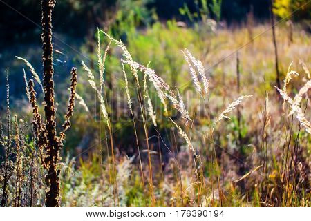 fluffy Heath against the backdrop of a solar flare