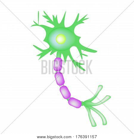 The structure of the motor neuron. Infographics. Vector illustration on isolated background.