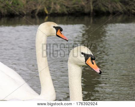 Two sweet swans on the river stour down at Dedham.