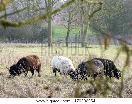 Some sheep graze peacefully in a distant field.