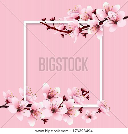 Cherry blossom sakura branch with pink flowers on white frame and sweet pink background. Image of springtime. Vector illustration.
