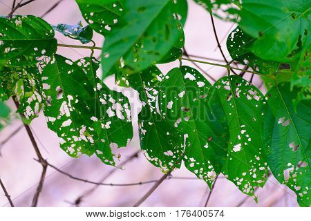 Leaf With Holes, Eaten By Pests, Diseased And Decayed Weeping Green Leaf Lace Selective Focus