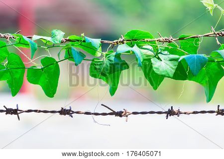 Green Plant Wrapped On Barbed Wire, Nature Background.
