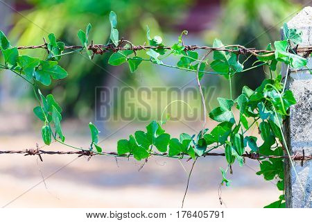 Green Plant Wrapped On Barbed Wire, Nature Background.