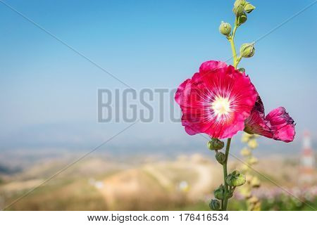Beautiful pink hibiscus flower in the garden.
