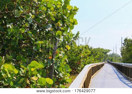 Walking Through Tropical Vegetation