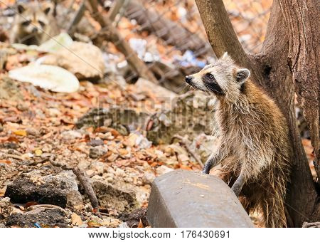 Looking For Food