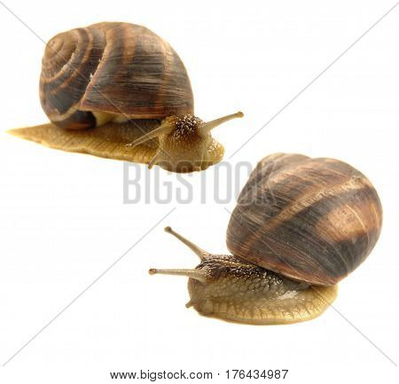 Two snails isolated on a white background