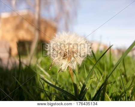 Save
Download Preview
Dandelion. Dandelion fluff. Dandelion tranquil abstract closeup art background.