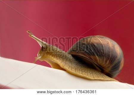 Snail on a red background, studio shot