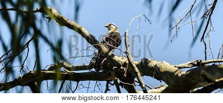 Hawk On A Tree Branch