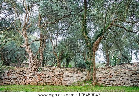 Old olive garden near Milocher park Sveti Stefan Montenegro.