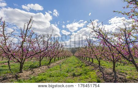 Blossoming peach tree in Aitona, a beautiful town in Catalonia, Spain. Flowers sprout during the spring and the landscape is transformed. The fields flowered transmit sensations positive and of hope.