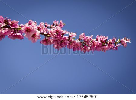 Blossoming peach tree in Aitona, a beautiful town in Catalonia, Spain. Flowers sprout during the spring and the landscape is transformed. The fields flowered transmit sensations positive and of hope.
