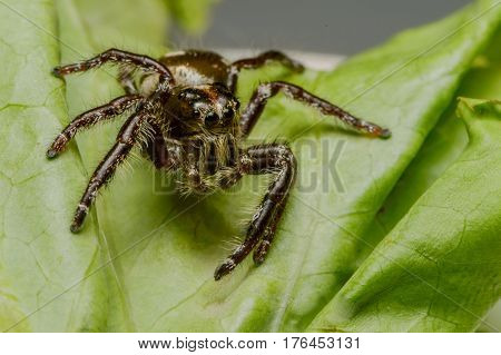 Cute spider on leaf with green wilt
