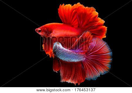 Capture the moving moment of red siamese fighting fish on black background