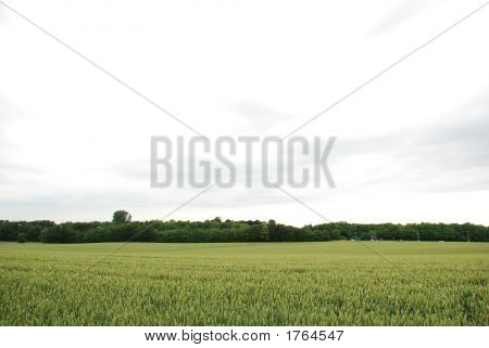 Kornmark