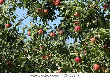 Ripe red apples hanging tree apple orchard
