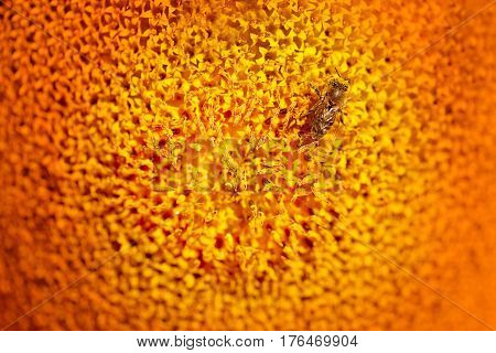 Photo of bright macro sunflower with bees in summer