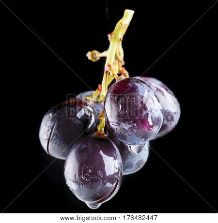 Cluster of damp grapes on a black background. Black grapes close up small depth of sharpness