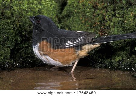 A male Eastern Towhee, Pipilo erythrophthalmus bathing in a shallow pond